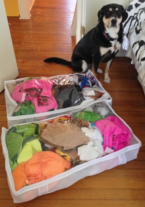 Choppy and Two of Her Clothes Bags