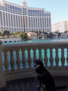 Choppy at the Bellagio