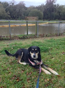 Choppy and Gator Warning