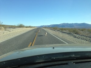 Road Coyotes