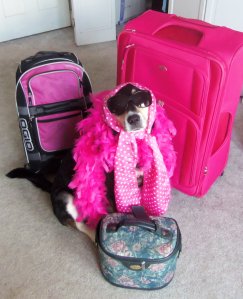 Choppy and the Three Suitcases