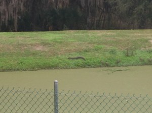 Alligator at the Rest Area