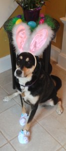 Choppy the Easter Bunny