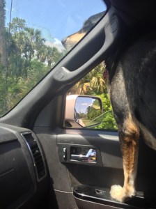 Choppy with Head Out the Window