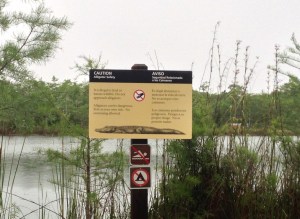 Another Alligator Warning