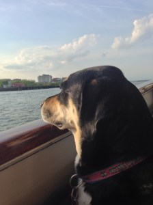 Thanks to the awesome BringFido.com, Choppy and I went on a boat ride. Here she is, probably contemplating when I will next dress her up.