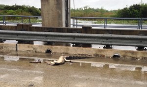 Dead Alligator in the Middle of the Road
