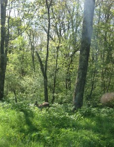 Problem Five (cont.): Yes, another deer.