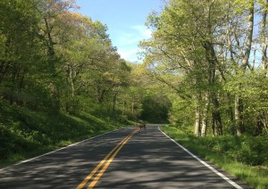 Problem Five (cont.): A deer in its typical location: the middle of the road, waiting to destroy the car of an unsuspecting motorist.