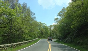 Problem Five (cont.): A deer with an action shot. Surprisingly, this deer is actually attempting to avoid traffic.