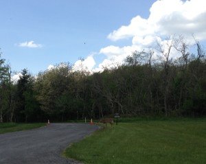 Problem Five (cont.): Another deer. With a tracking collar (to mix things up/add another potential way to kill you when you hit this particular deer while driving).