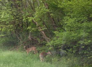 Problem Five: Deer. In particular, the potential of hitting a deer while driving around the National Park. Seriously, these guys where everywhere.