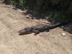 Hey, Just an Alligator Chilling