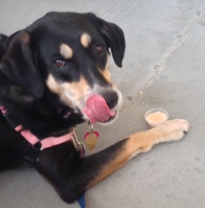 Also on the boat. Choppy decided she hated all the other dogs on the boat, and as I couldn't ditch her once we were on the boat, I used a different method to keep her from killing one of the four-legged passengers: I fed her for the entire trip. Do you know who disapproves of this method of dealing with this problem? Every single dog trainer who has ever existed.
