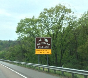 I think this sign may actually be a warning for the animals. I mean, that deer and bear-like creature depicted on the sign appear to be headed for a collision course. Which is far better than either being headed for a collision course with my car.