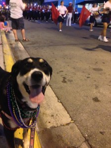 Choppy Goes Parading