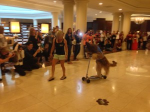 The conference had everything, including celebrities! Remember that video of the dog (Norman) riding the scooter a few years ago? He was there. Grumpy Cat, not approving of dogs, was not in attendance.