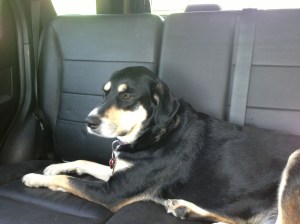 After a couple weeks on the road when the backseat it used as storage for travel-related items, Choppy is happy to take advantage of a seat where she can spread out, and thus more effectively coat my entire car with dirt and grime.