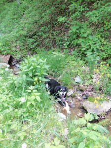 Near the top of the hike to Pocosin MIssion (as in, the part of the trail before you realize you've been hiking downhill for a long while and will soon have to climb back up said incline), Choppy decided she needed to stop hiking. And lie down in the middle of a stream. I can't say I blame her.