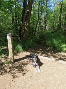About 50 feet down the trail, where it crosses the Appalachian Trail. Note Choppy already lying down in the trail, having expended so much energy in 50 feet that she needs to lie down.