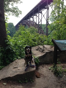 On the way home, Choppy and I stopped at the New River Gorge Bridge. This is Choppy yawning. Evidently, Choppy and I have different ideas of what is amusing. I think scenery is amusing. Choppy thinks rolling in dead things is amusing. 