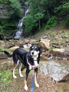I was rather disappointed by our hike to South River Falls in Shenandoah National Park. While we were driving home, I pulled over to look at this absolutely random waterfall. It was far better than the South River Falls, and didn't require several miles of hiking to get to it. 