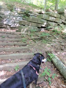 Choppy, still on the lookout for chipmunks. This time, not on a bridge, but next to some cool old stone stairs.