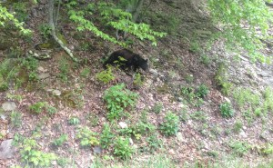 About ten minutes after leaving the campground, I saw a black creature by the side of the road at Shenandoah National Park. It was a bear. I was very happy I saw this bear after I was done camping.