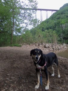 Further down the gorge. Choppy looks less bored, though in reality, she was mostly attempting to jump in the river. Not to swim, mind you, as she hates to swim. Just to get wet then roll in dirt prior to getting in the car.