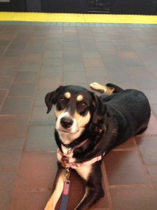 Another picture of Choppy waiting for the T, which is the subway in Boston. Dogs ride free!