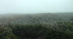 As Choppy and I drove to the summit, the weather got progressively worse. As in, it was June and there was ice.