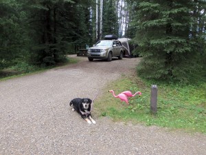 Another campsite, another night of the flamingos. Also? Another night of rain. It doesn't get any less annoying the more it happens.