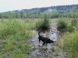 Choppy and I camped on the Tetsa River - unlike Choppy, I refrained from actually getting in the river.