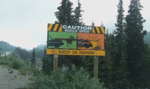 The first of four animal crossing signs in this post (I'm a little obsessed): This is the sheep crossing equivalent of the graphic picture warnings on cigarettes. Seriously, kids probably have nightmares after seeing this.