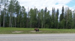 After many false alarms about the presence of bison on the road, I finally saw this lone guy standing on the side of the road. I took many, many pictures. Choppy barked a lot. The bison remained unfazed.