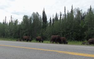 And then, I drove a bit further down the road and came across an entire bison herd. Not pictured: most of said herd.