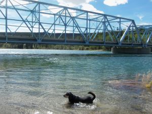 As we headed toward Whitehorse, the capital of the Yukon Territory, Choppy decided it would be a good idea to lie down in this river.