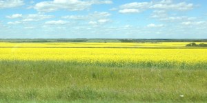 This is the aforementioned rapeseed. More agricultural products should be so pretty. 
