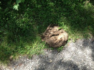 One of the attractions at Riding Mountain National Park is its bison herd. This was the first sign I saw of them. In case you can't tell from my awesome photography, that's bison poop. That someone had stepped in.