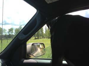 We did find the bison eventually. Here is Choppy looking at them. I'm pretty sure she thought they were odd-looking cattle. No barking was involved.
