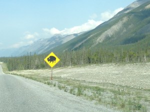 I'm pretty sure there is something wrong with this bison. I mean, I'm pretty sure this bison would not be able to walk in real life. Also? I am getting tired of all the bison warnings with nothing to show for them.