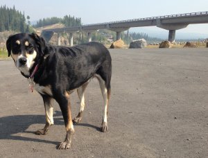 Happily oblivious to the fires, Choppy decided the car was not yet dirty enough, and decided some mud would go well with the car interior.