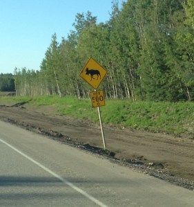 Not that they don't have the regular signs as well. Note the amount of time you should be watching for moose: 500 km. I'm pretty sure that's a long way, even in the metric system (because I definitely don't know how far it is in real distance, i.e., miles).