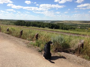 Because everything we had seen for two days was flat, the moment there was a chance to take pictures with something not flat (the Saskatchewan River Valley), I jumped at it.
