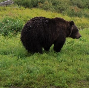 A grizzly! In the wild!