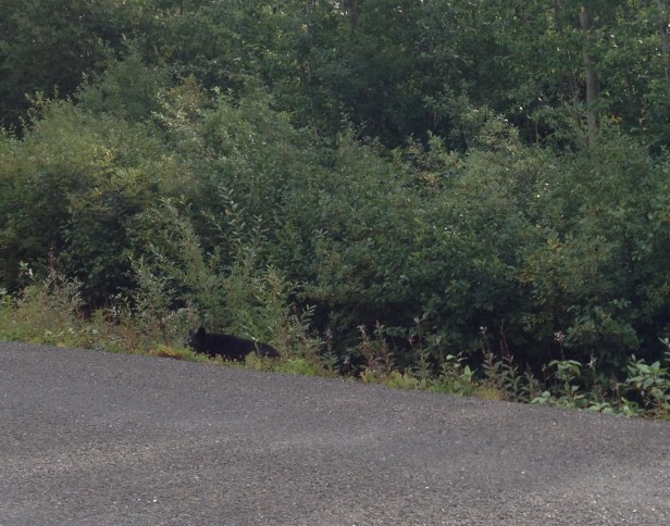 We didn't see any (wild) bears while we were in Alaska, but there were many, many black bears on the drive back to the U.S. Choppy was not happy with any of them. Thanks to her barking at every bear we ran across, most of the pictures I managed to get were of bears running away.