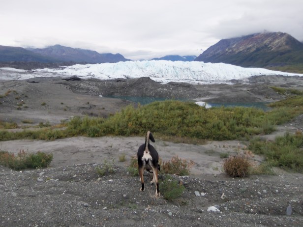 This is the view I get on our walks. Beautiful scenery and dog butt. It does leave something to be desired.