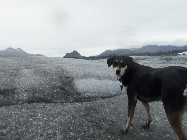 Climbing on a glacier is pretty cool (pun intended. Just like the previous post). It's also far dirtier than I expected, which you can see from Choppy's feet. At this point in the trip, I had stopped caring how dirty Choppy was.