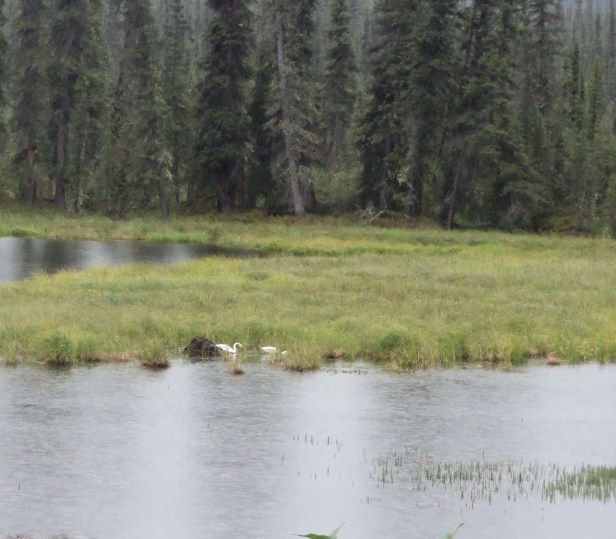 One thing I didn't expect in Alaska: swans. Specifically, wild swans. They were everywhere, and yet I never got tired of seeing them.