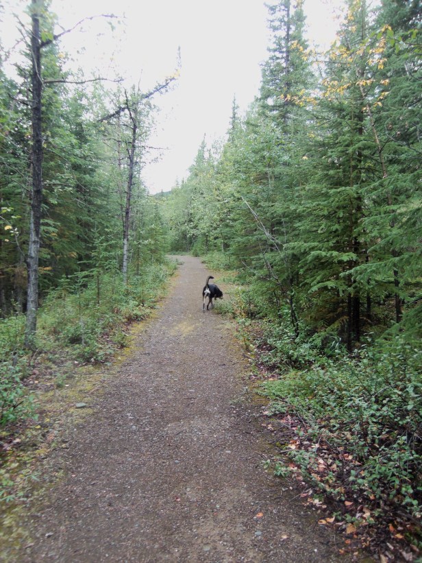 A picture from our time in Alaska - Choppy on a walk. Not pictured: Sarah looking out for bears.